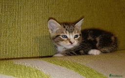 Mixed Breed cats for sale: Calico Mum, Tabby Dad kittens for sale - Image 27