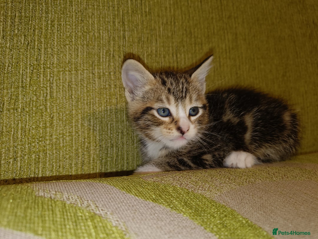 Mixed Breed cats for sale: Calico Mum, Tabby Dad kittens for sale - Image 27