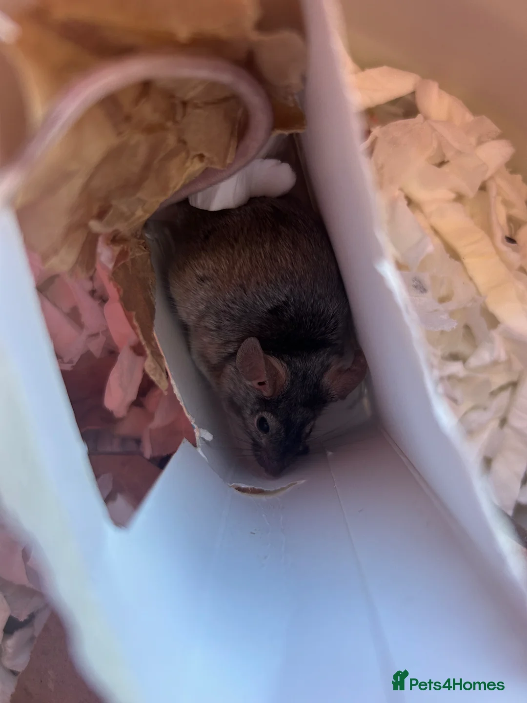 Mouse rodents for sale: Female fancy mouse for re homing  in Lincoln - Advert 5