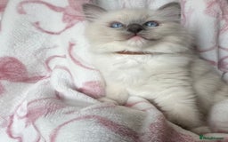 Ragdoll cats for sale: Ragdoll kittens  - Image 2
