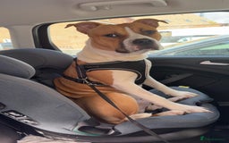Staffordshire Bull Terrier dogs for sale: staffy for sale  - Image 6