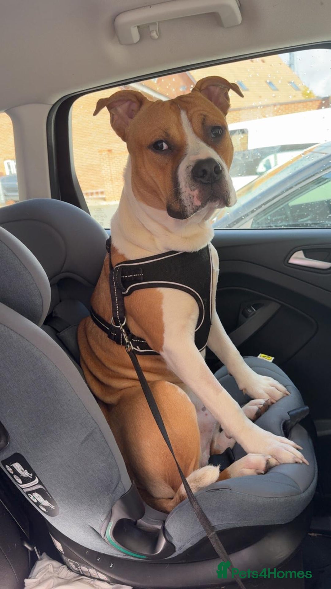 Staffordshire Bull Terrier dogs for sale: staffy for sale  - Image 6