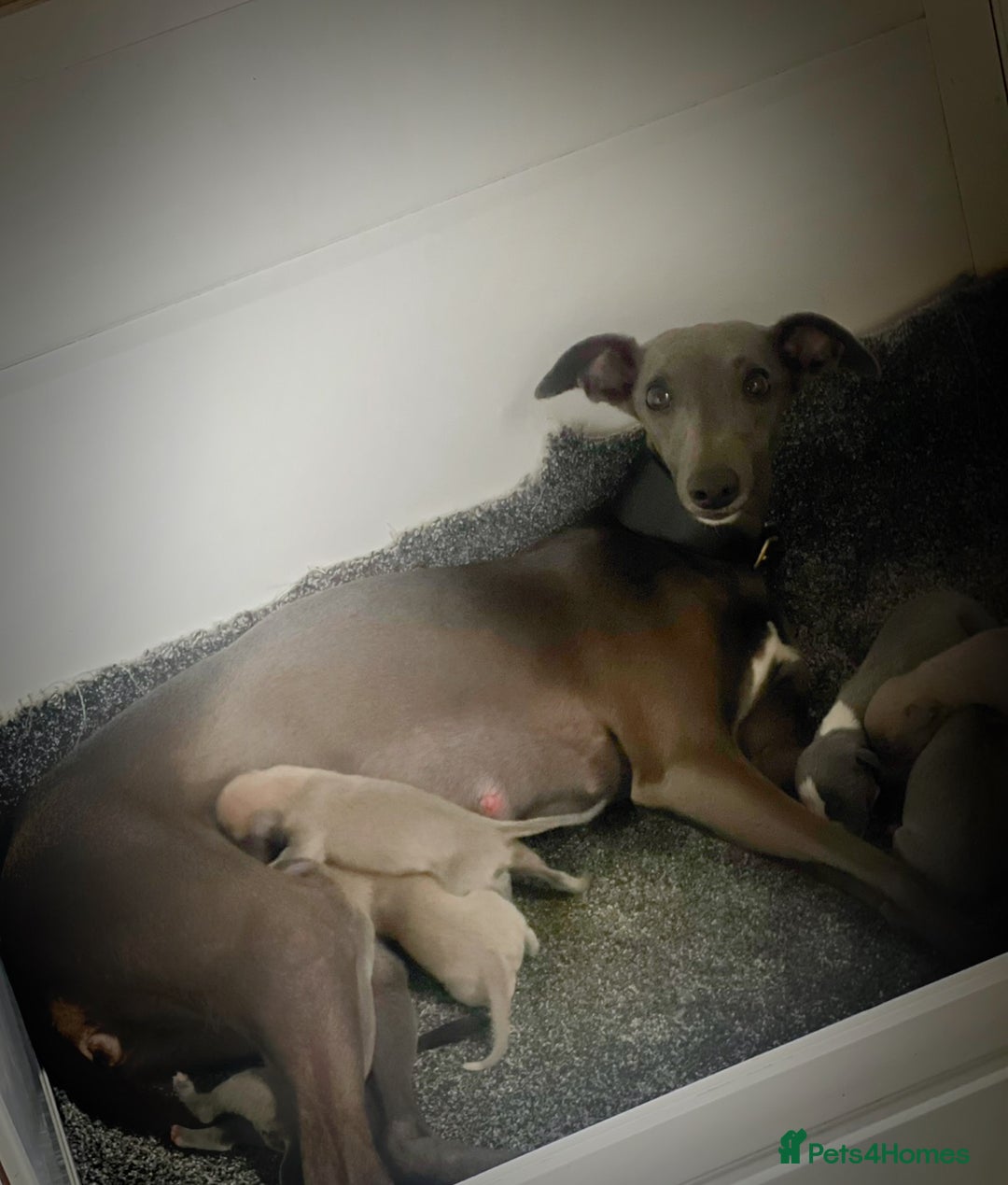 Whippet dogs for sale: Top Quality Whippet Puppies  - Advert 3