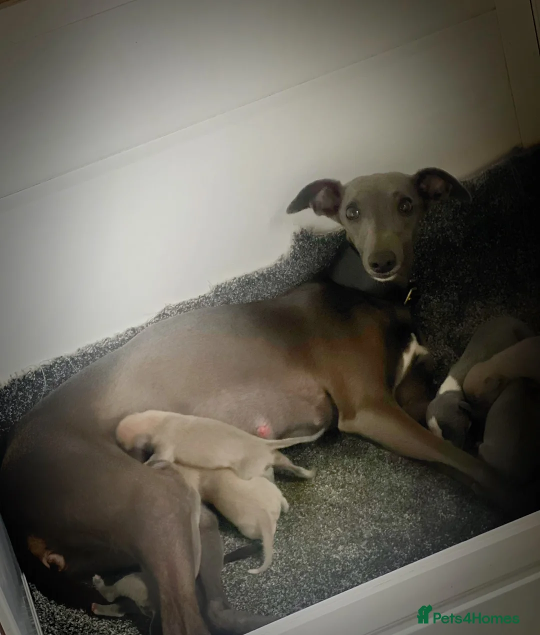 Whippet dogs for sale: Top Quality Whippet Puppies  - Advert 3