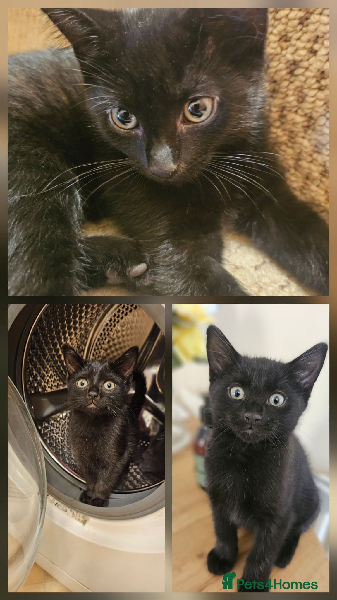 Mixed Breed cats 3 Playful Black Brother Kittens Looking for Homes - Advert 2