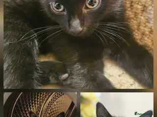 Mixed Breed cats 3 Playful Black Brother Kittens Looking for Homes - Advert 2