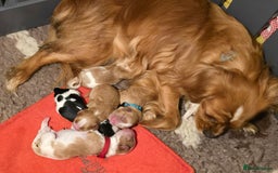 Cavalier King Charles Spaniel dogs for sale: Specialist tested Cavalier King charles  - Image 2