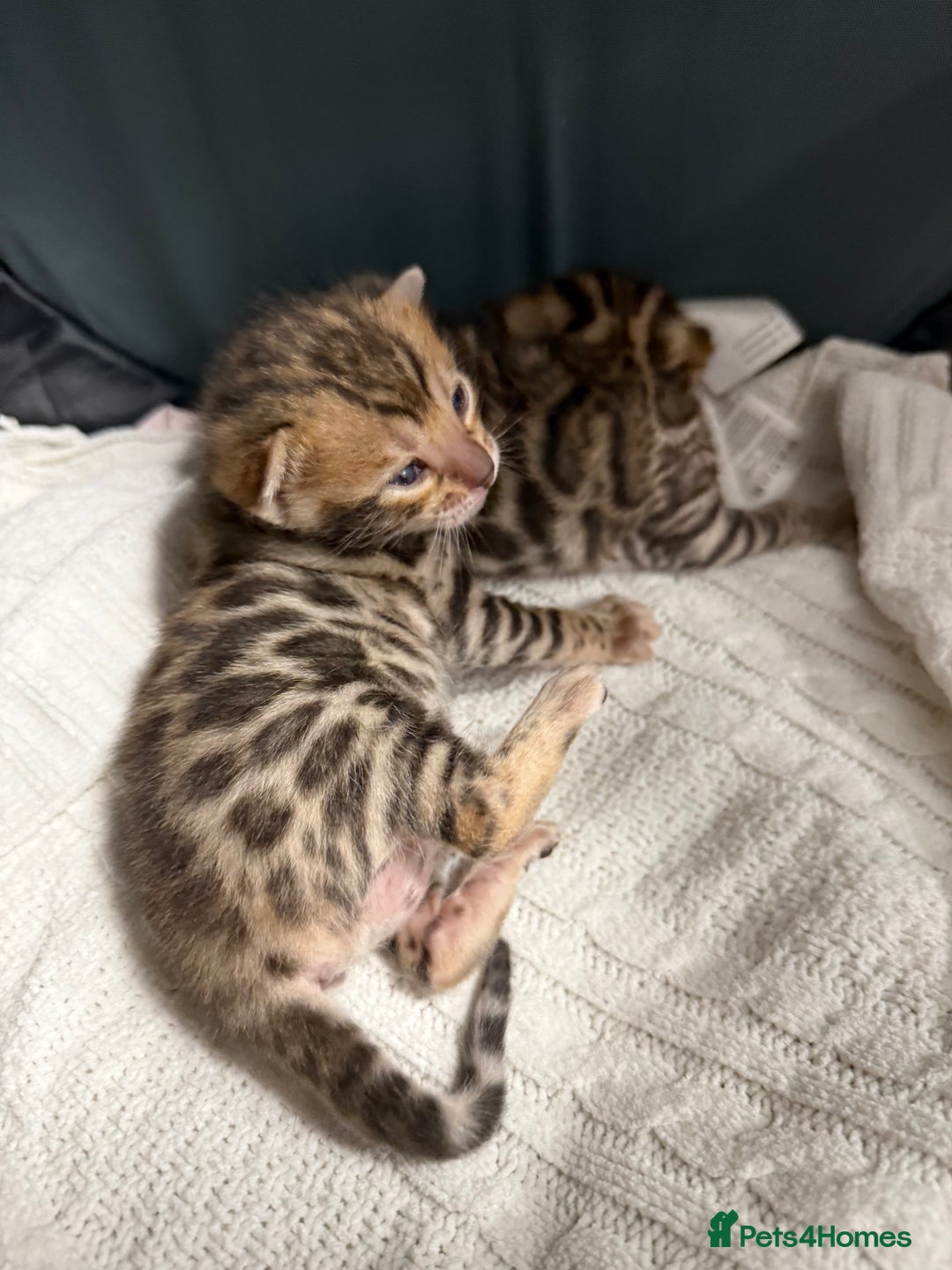 Bengal cats for sale: Pure Bengal Female kittens - Advert 8