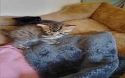 British Shorthair cats for sale: 2 boys cat  - Image 5