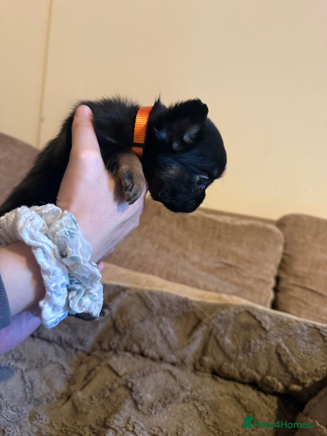 French Bulldog dogs for sale: Kc reg Fluffy Frenchies Ready Now  - Image 15