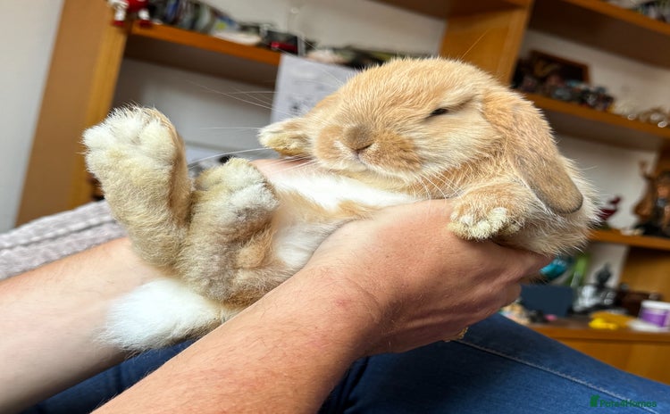 Mini Lop rabbits - Advert 1