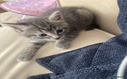 European cats for sale: Kittens for sale - Image 3