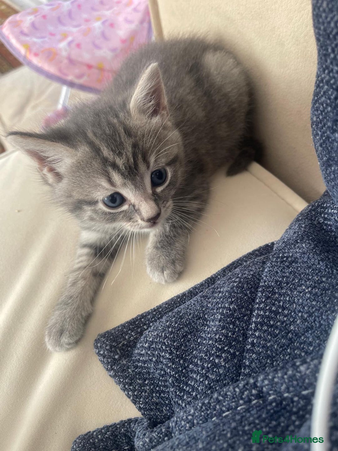 European cats for sale: Kittens for sale - Image 3