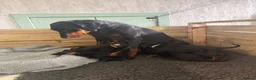 Dobermann dogs for sale: Dobermans for sale in Ayr - Advert 8