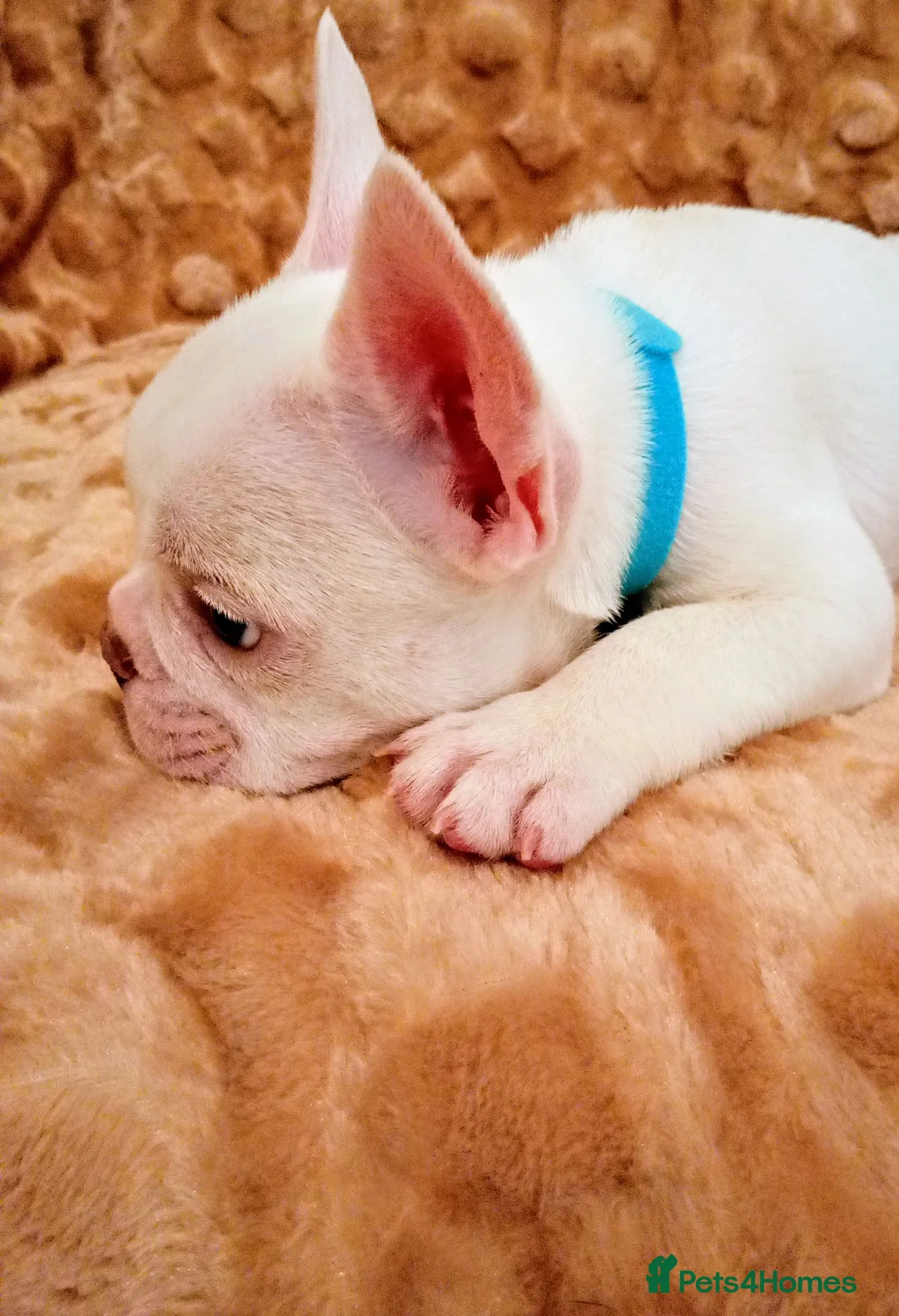 French Bulldog dogs for sale: pedigree French Bulldog pups - Advert 2