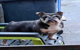 English Bulldog dogs for sale: English Bulldog lilac tri  - Image 5