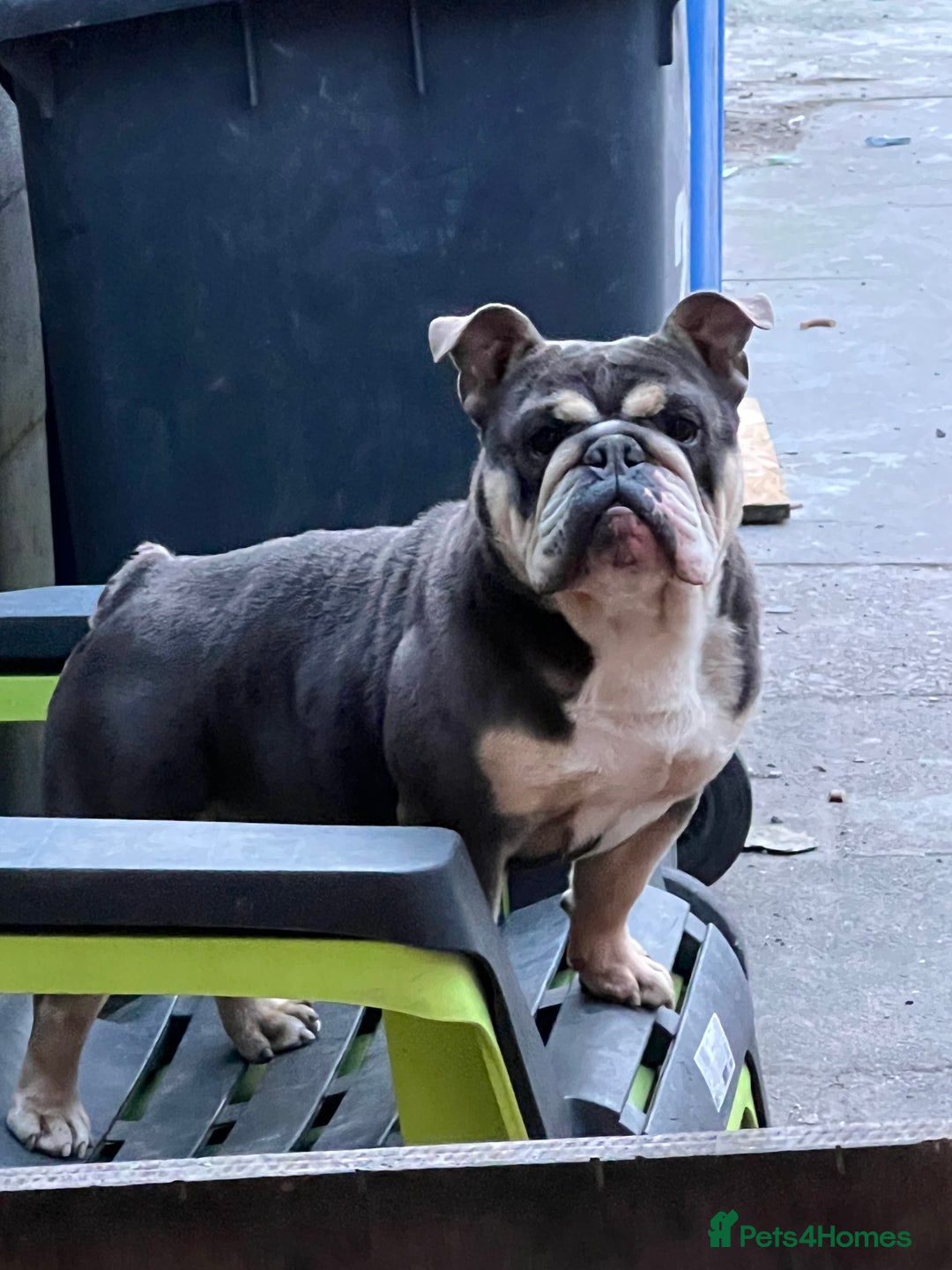 English Bulldog dogs for sale: English Bulldog lilac tri  - Image 5