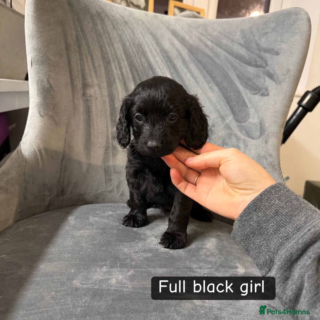 Cockapoo dogs for sale: 5 cockapoo puppies  - Advert 4