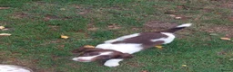 English Springer Spaniel dogs for sale: English springer spaniels in Bargoed - Advert 22