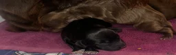 Cocker Spaniel dogs for sale: 3 Cocker Spaniel Puppies for sale - Advert 13
