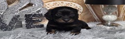 Miniature Dachshund dogs for sale: Waiting list for February litter KC long coat   - Advert 1