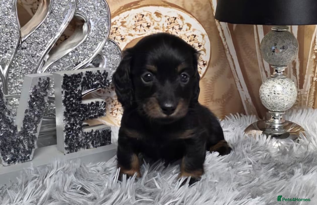 Miniature Dachshund dogs for sale: Waiting list for February litter KC long coat   - Advert 1
