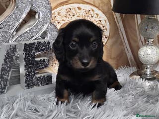Miniature Dachshund dogs Waiting list for February litter KC long coat - Advert 1
