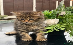 Toyger cats for sale: Tabby kittens  - Image 2