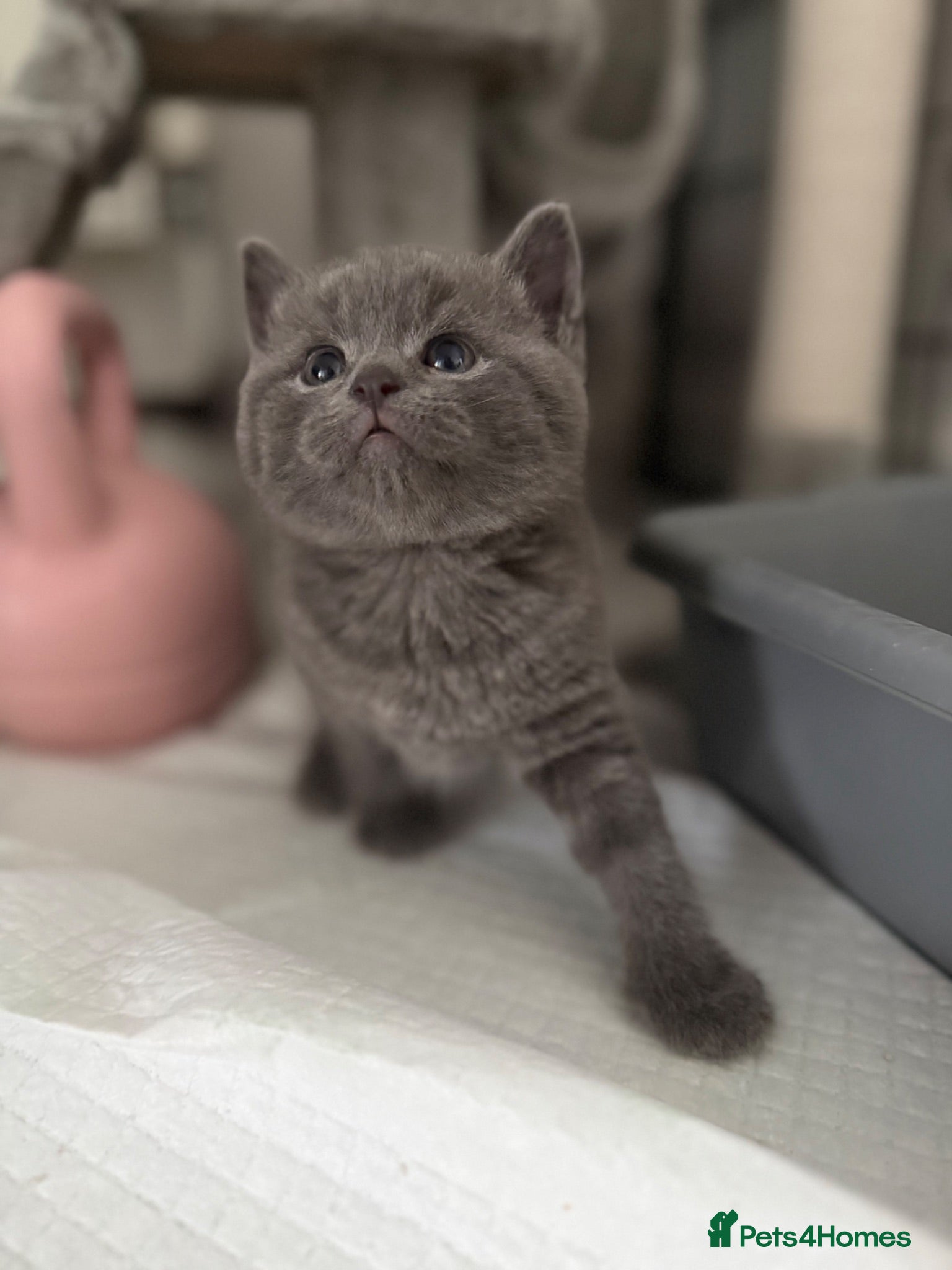 Mixed Breed cats Adorable Kittens Ready from 1st August - Advert 1