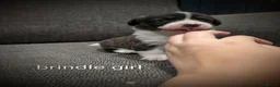 Welsh Corgi Cardigan dogs for sale: Cardiganshire puppies  - Advert 8