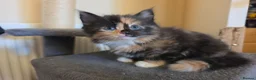 Mixed Breed cats for sale: 3 beautiful kittens - Advert 14