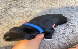 Cocker Spaniel dogs for sale: Cocker spaniel puppies - Advert 9