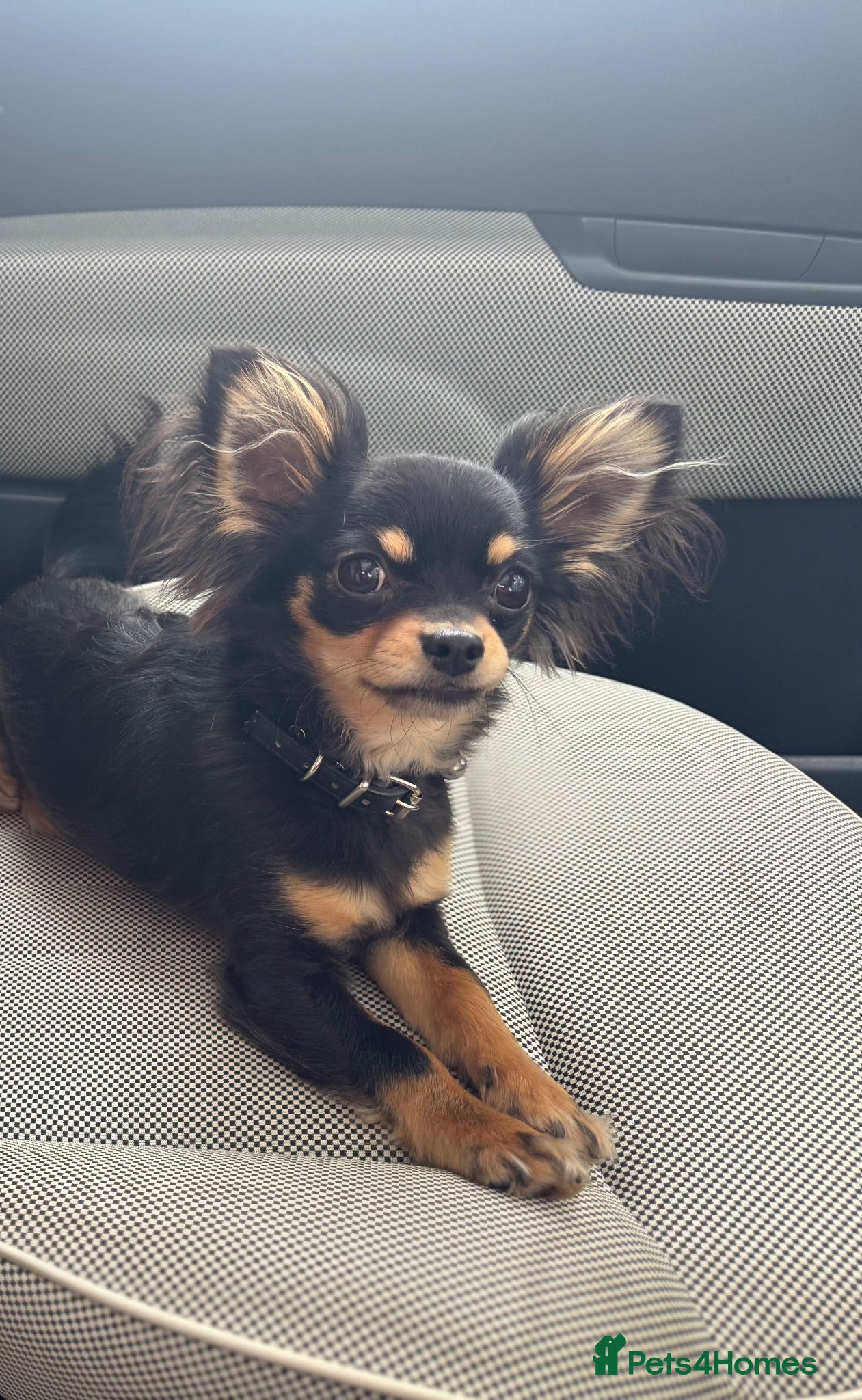 Chihuahua dogs Long coat Chihuahia  - Advert 4