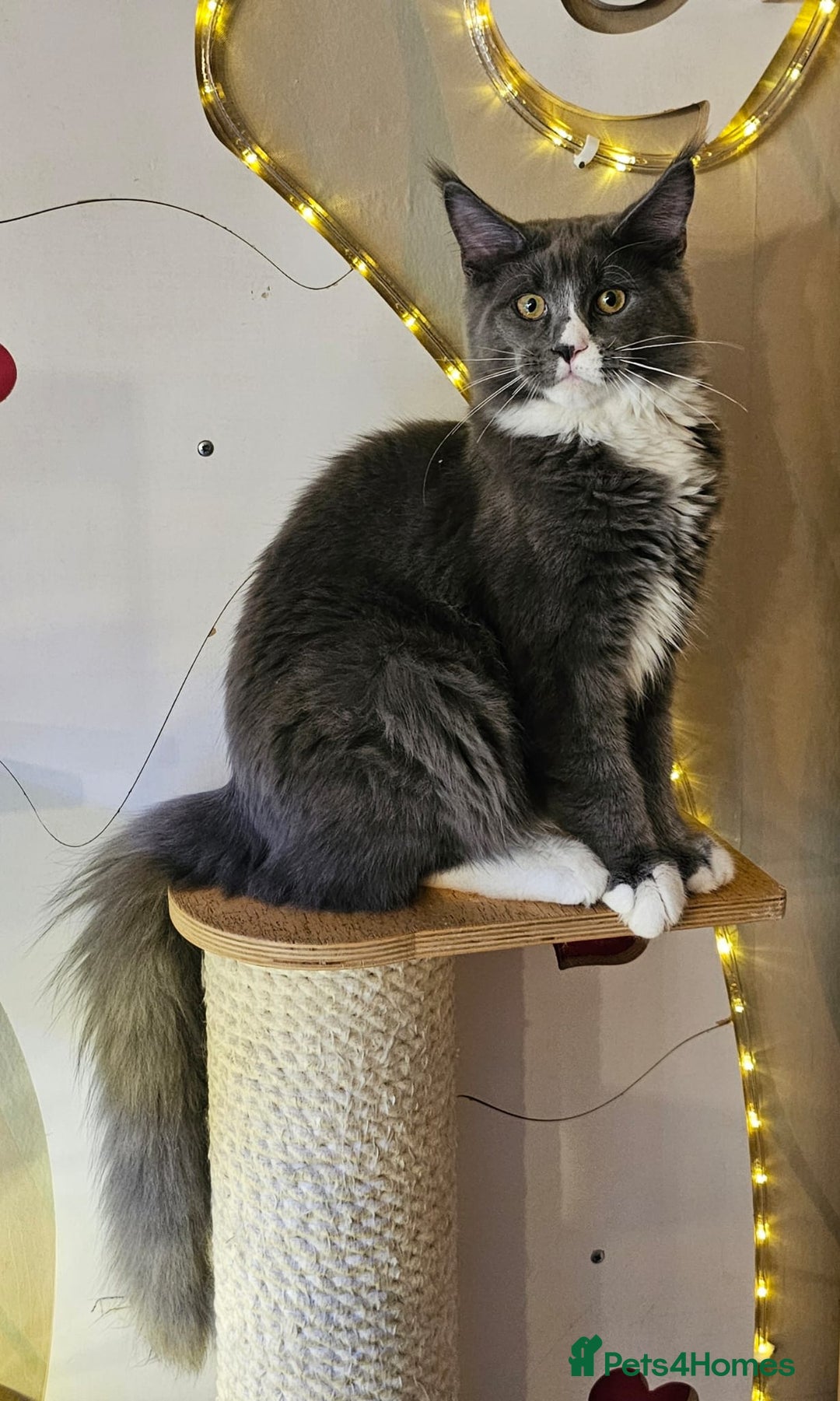 Maine Coon cats for sale: BLUE AND WHITE Maine Coons **last one left** - Advert 2