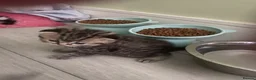 Selkirk Rex cats for sale: Selkirkrex babies - Advert 4