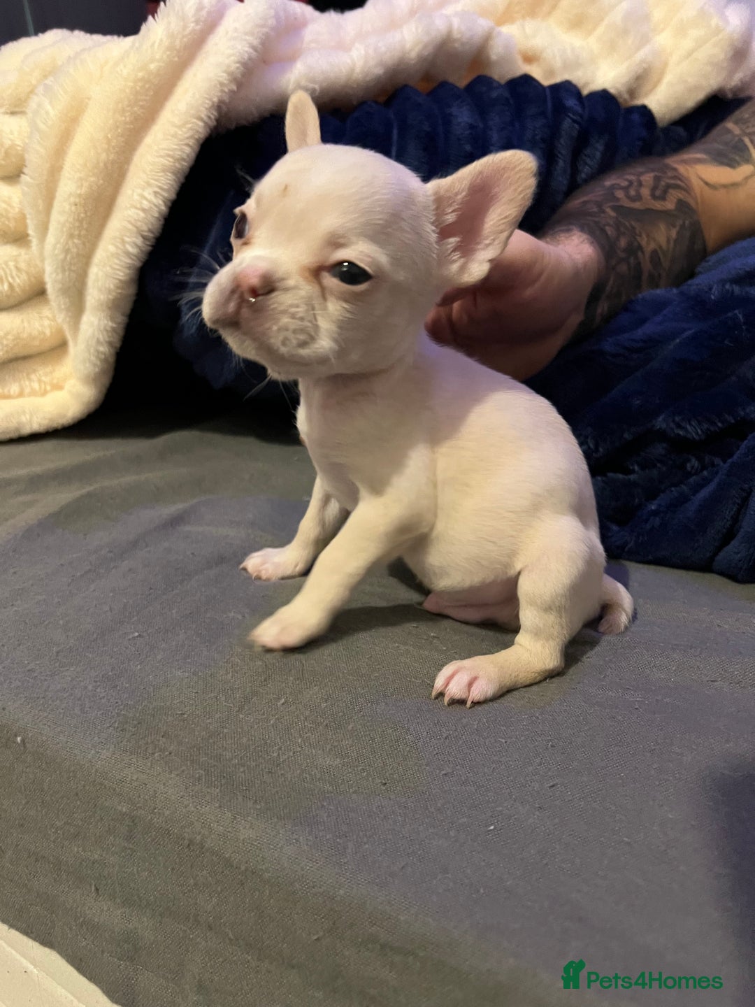 French Bulldog dogs for sale: French bulldog - Advert 5