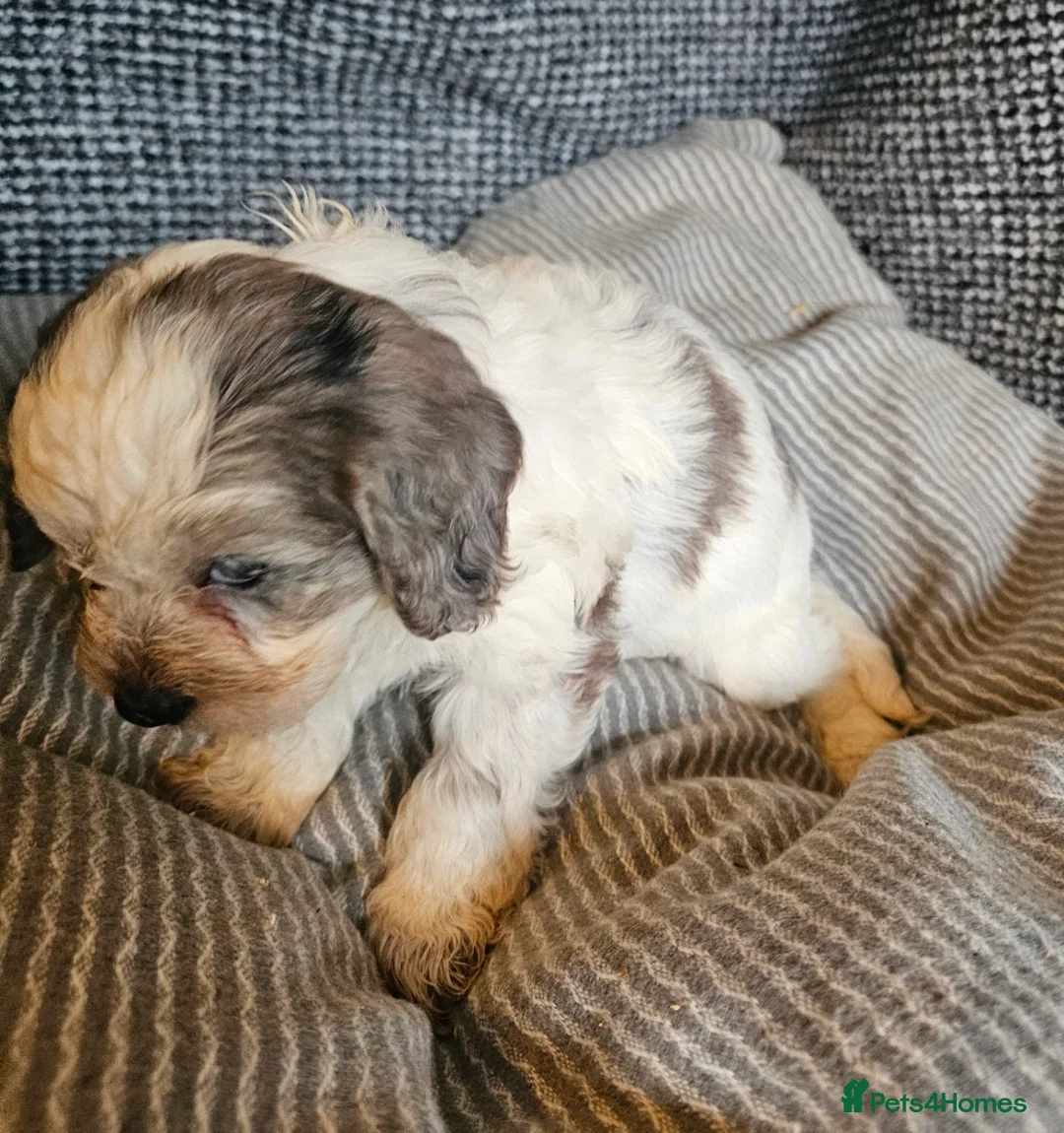 Cockapoo dogs for sale: Cockerapoo puppies merle F1 - Advert 11