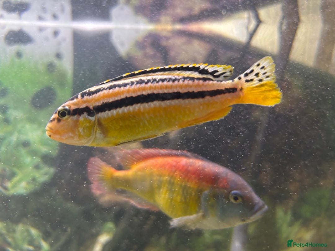 Cichlids fish for sale: Cichlids 6 off  - Image 1