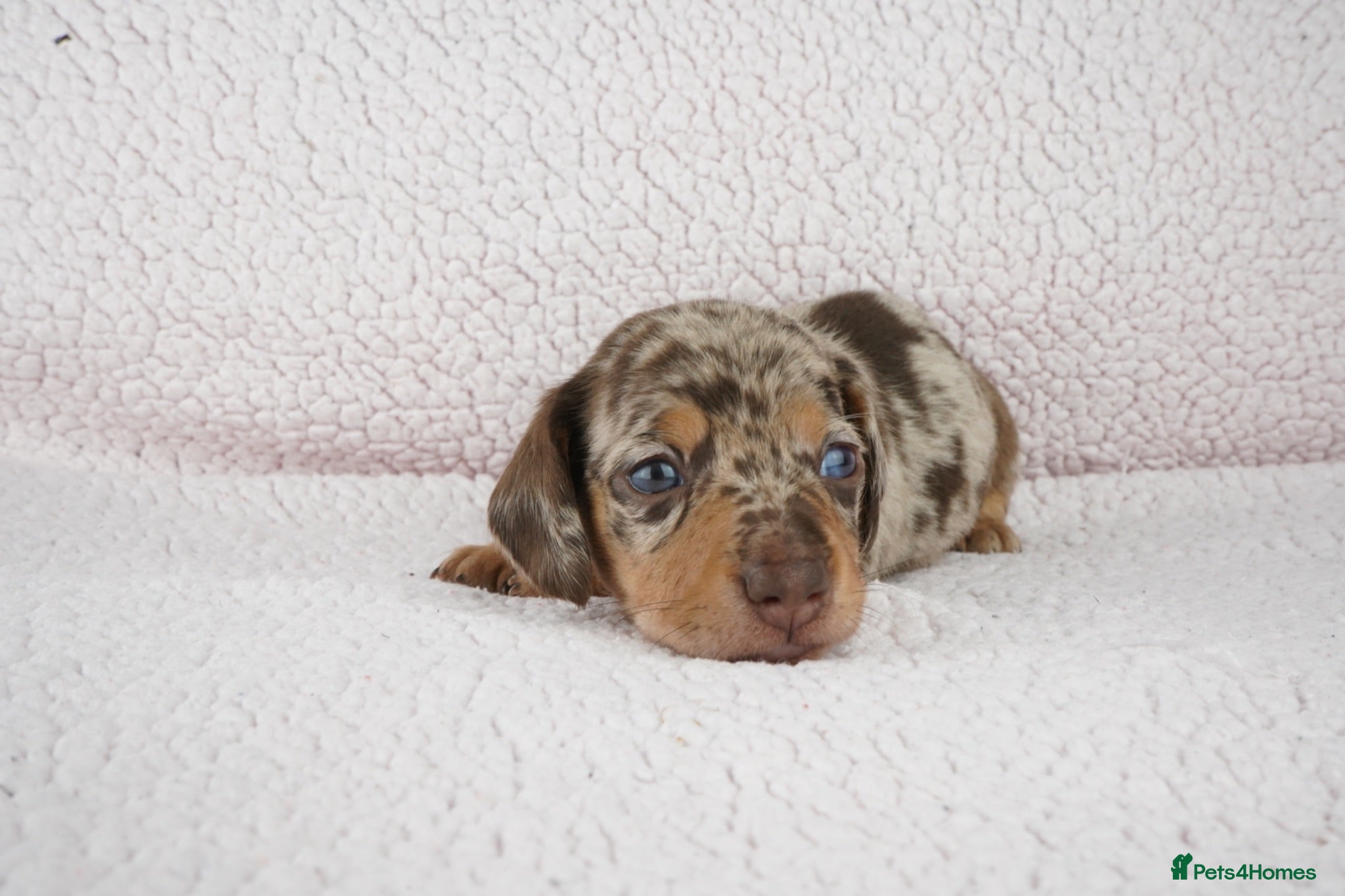 Miniature Dachshund dogs KC Registered Miniature Dachshund Puppies - Advert 6