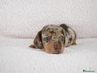Miniature Dachshund dogs KC Registered Miniature Dachshund Puppies - Advert 1