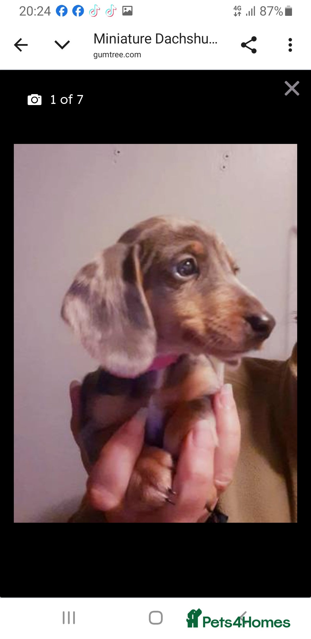 Dachshund dogs for sale: Miniature Dachshund puppies  - Advert 4