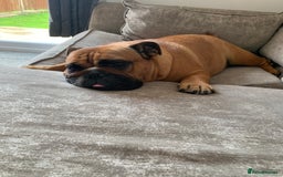 English Bulldog dogs for sale: English bulldog - Image 1