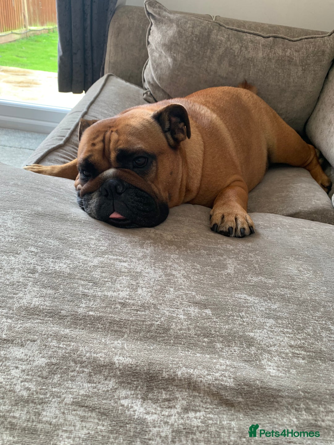 English Bulldog dogs for sale: English bulldog - Image 1