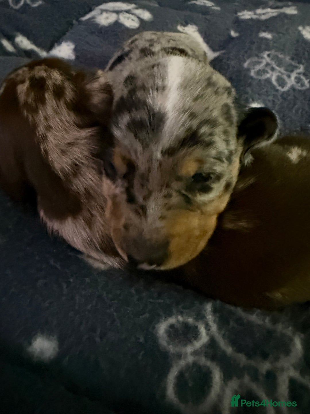 Miniature Dachshund dogs for sale: 🐾 5 Mini Dachshunds 4 dappled, 1 choc 🐾 - Advert 29