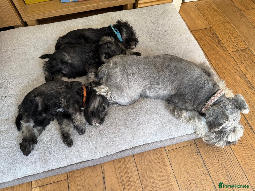 Miniature Schnauzer dogs for sale: Miniature Schnauzer puppies **1 boy left** in Rugby - Image 2