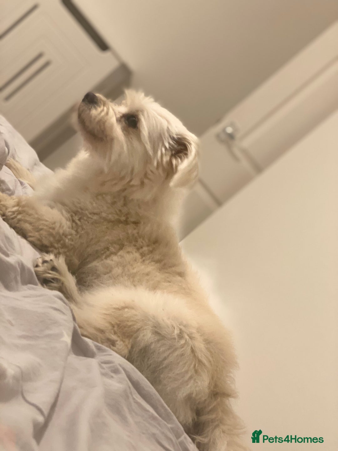 Bichon Frise dogs for sale: 🤍 3 female and 5 male - Image 14