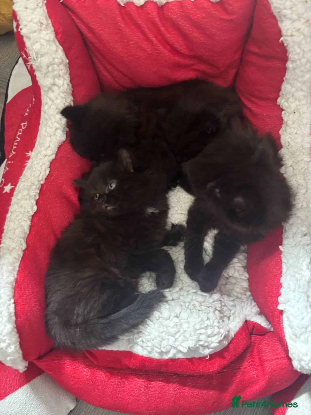 Mixed Breed cats for sale: Bombay/Mainecoon kittens  - Advert 2