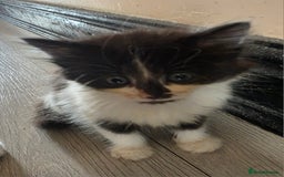 Mixed Breed cats for sale: Beautiful Calico Kittens - Image 19