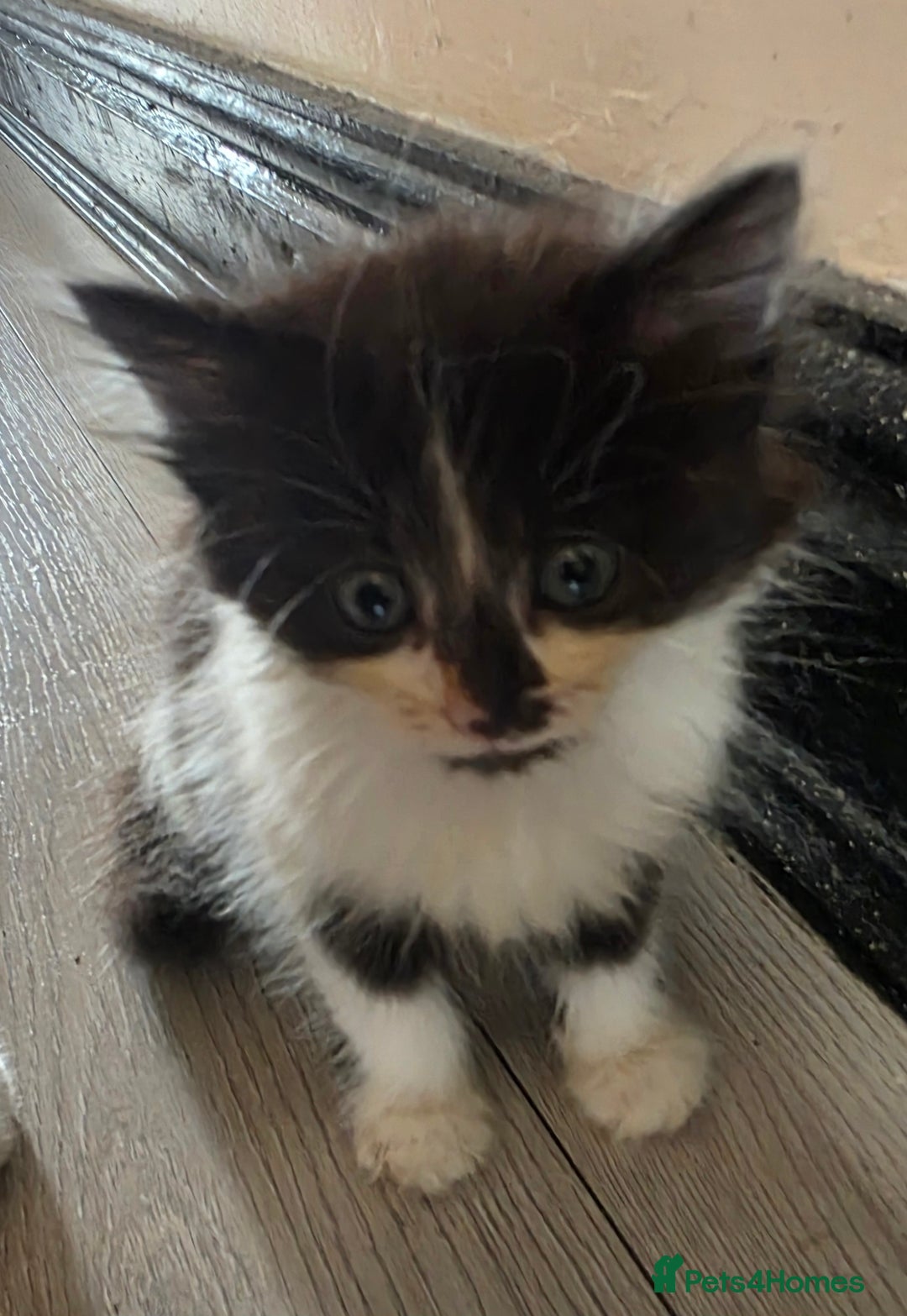 Mixed Breed cats for sale: Beautiful Calico Kittens - Image 19