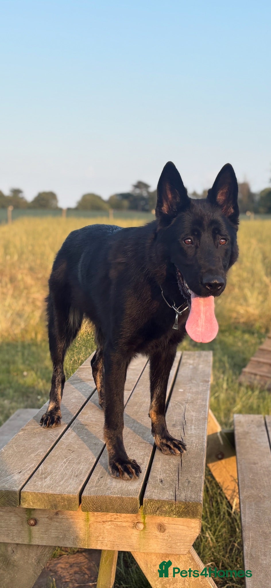 German Shepherd dogs 11 month Slovakian import female  - Advert 1
